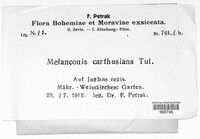 Melanconis carthusiana image